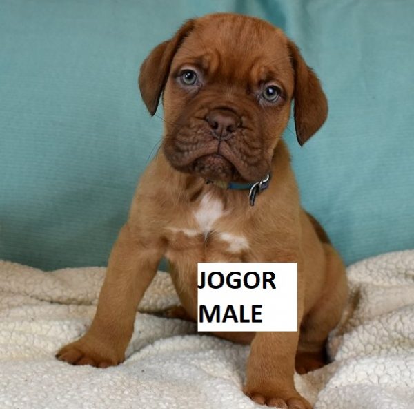 french mastiff puppies for sale in texas