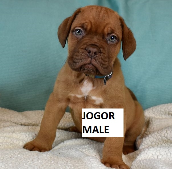 French Mastiff Puppies For Sale In Texas Purebred Mastiff Puppies For Sale