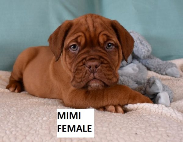 french mastiff puppies for sale in nc