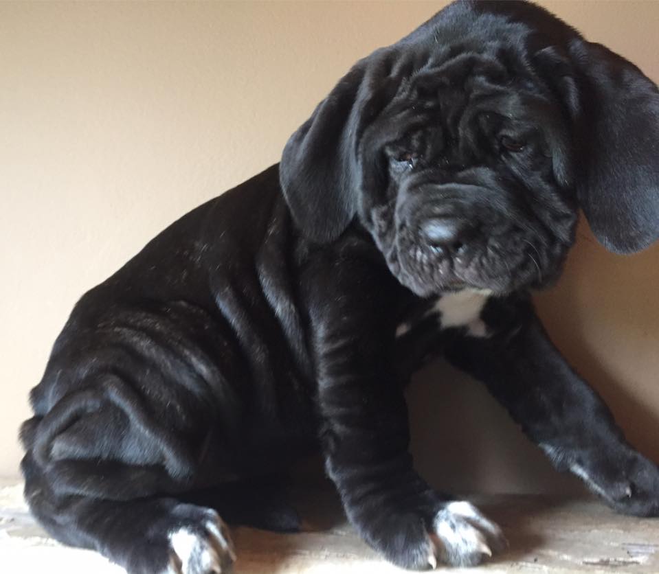 Neapolitan mastiff puppies for sale, Purebred Neapolitan mastiff puppy for sale 11 weeks old, vet checked, potty trained, registered and come with all papers and 2 health guarantee.