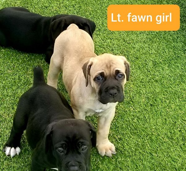 cane corso puppies for sale in indiana