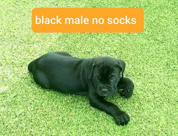 cane corso puppies for sale in pa