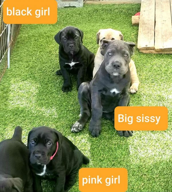 cane corso puppies for sale in texas