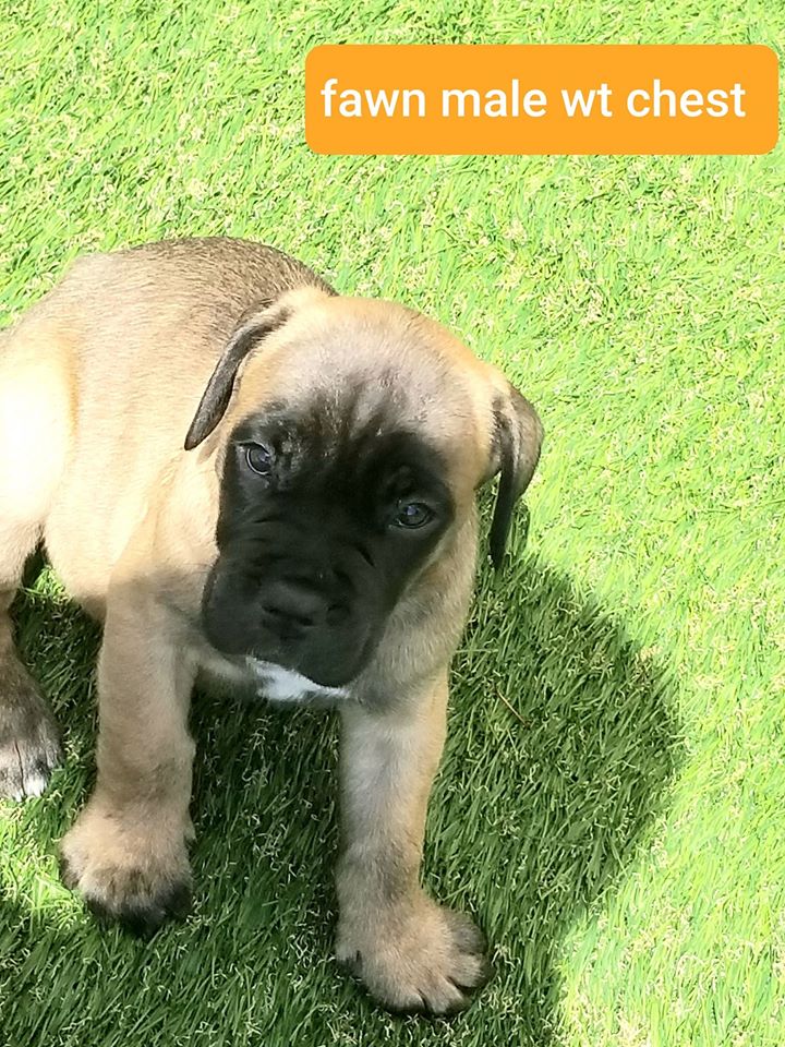 cane corso puppies for sale - westernempiremastiffs.com - puppies for