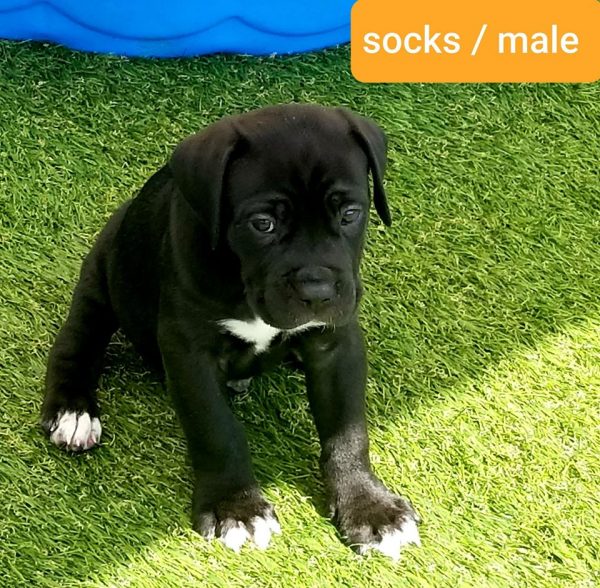 cane corso puppies for sale with cropped ears
