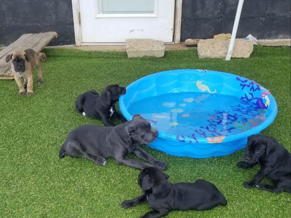 cane corso puppies with tail for sale