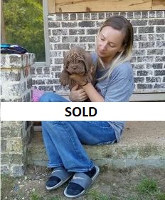 akc neapolitan mastiff puppies for sale