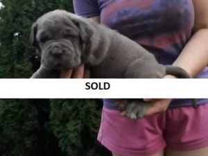 blue neapolitan mastiff puppies for sale australia