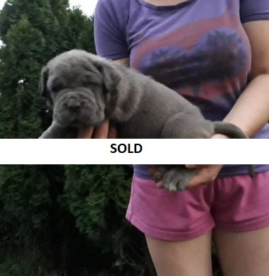 blue neapolitan mastiff puppies for sale australia