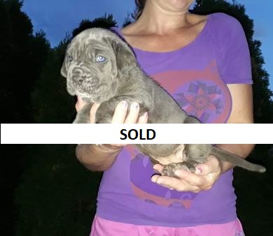 neapolitan mastiff puppies for sale in atlanta
