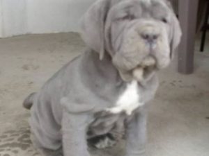 neapolitan mastiff puppies for sale in indiana
