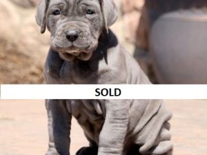 neapolitan mastiff puppies for sale in kansas city