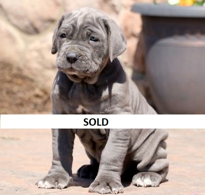 neapolitan mastiff puppies for sale in kerala