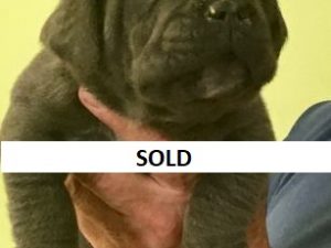 neapolitan mastiff puppies for sale in las vegas