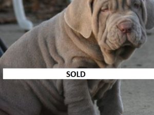 Female Neapolittan Mastiff puppy for sale, are you looking for a female neapolitan mastiff puppy ?? we have purebred neapolitan mastiff puppies available, registered with all papers.
