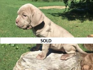 neapolitan mastiff puppies for sale in minnesota