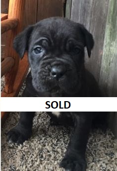 neapolitan mastiff puppies for sale in mississippi