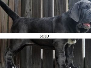 neapolitan mastiff puppies for sale in north carolina