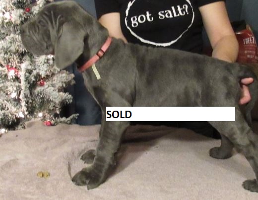 neapolitan mastiff puppies for sale in pa