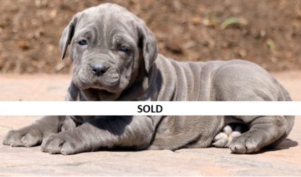 neapolitan mastiff puppies for sale in texas