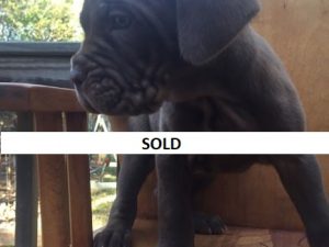 neapolitan mastiff puppies for sale melbourne