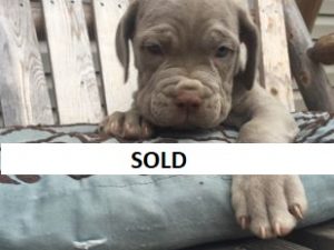 neapolitan mastiff puppies for sale michigan