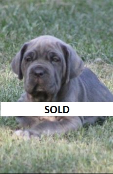 neapolitan mastiff puppies for sale nsw