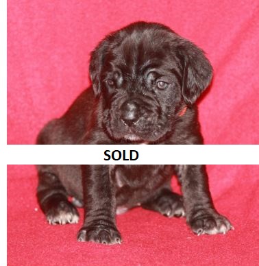 neapolitan mastiff puppies for sale ontario