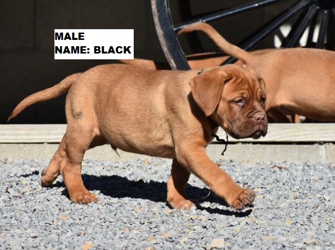 Male Black Male French Mastiff Puppy For Sale Purebred Mastiff Puppies For Sale