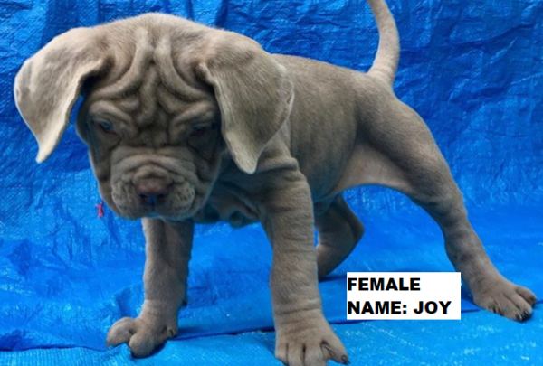 neapolitan mastiff puppies for sale in michigan
