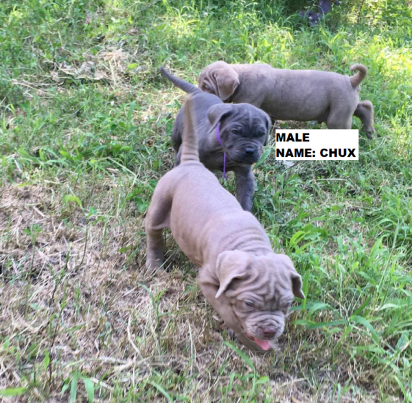 neapolitan mastiff puppies for sale mn