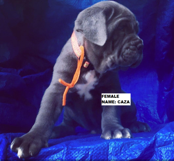 neapolitan mastiff puppies for sale craigslist