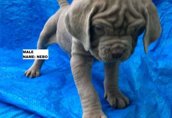 neapolitan mastiff pups for sale australia