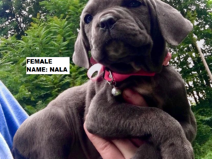 neapolitan mastiff puppies for sale in florida