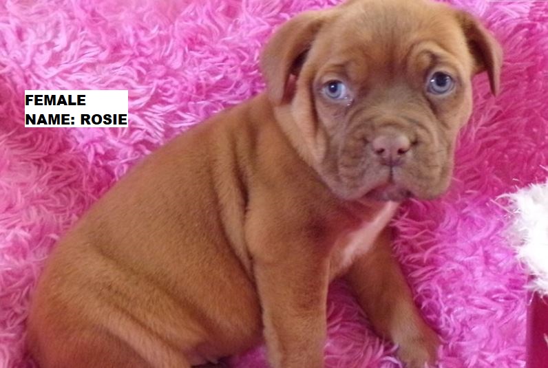 Male Rosie Male French Mastiff Puppy For Sale Western Empire Mastiffs Healthy Puppies For Sale