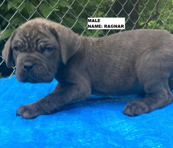 neapolitan mastiff puppies for sale texas