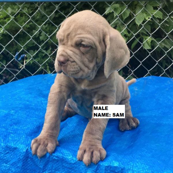 neapolitan mastiff puppies for sale cheap