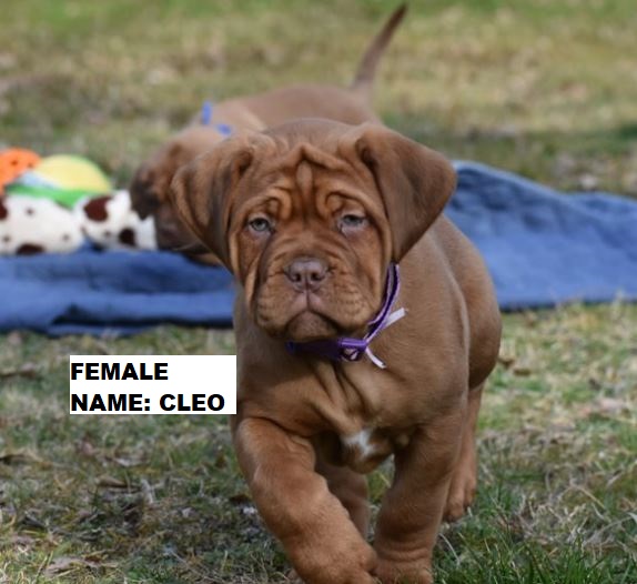u dogue de bordeaux puppies for sale in indiana