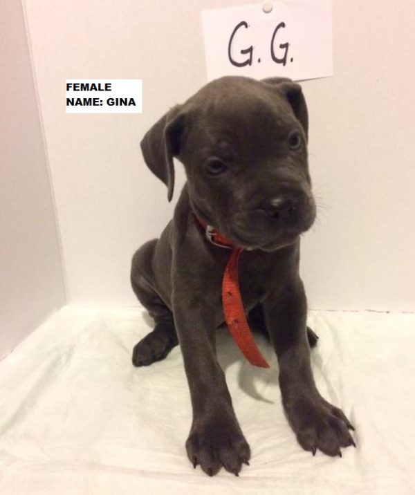 cane corso puppies for sale youngstown ohio