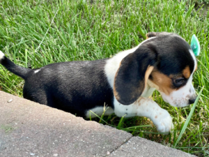 Leyla: Female Beagle For sale - Purebred Mastiff puppies for sale