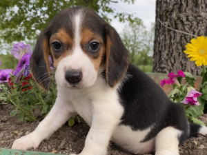 Sammi: Male Beagle For sale - Purebred Mastiff puppies for sale