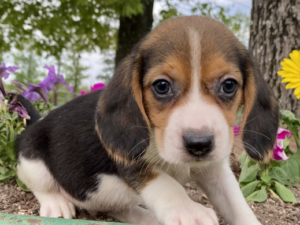 Scooter: Male Beagle For sale