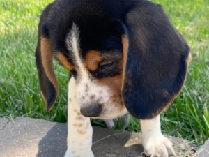 Vera: Female Beagle For sale - Purebred Mastiff puppies for sale