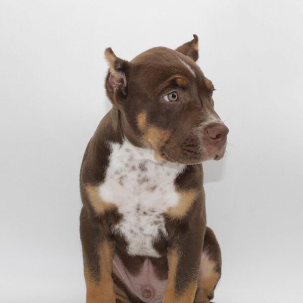 Leo: Male American Bully For sale - Purebred Mastiff puppies for sale