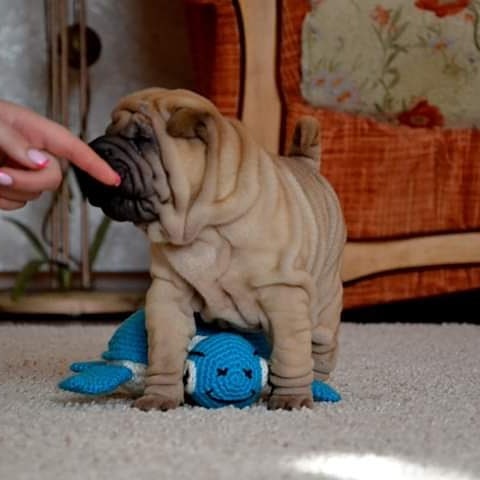Wendy: Female Shar Pei for sale - Purebred Mastiff puppies for sale