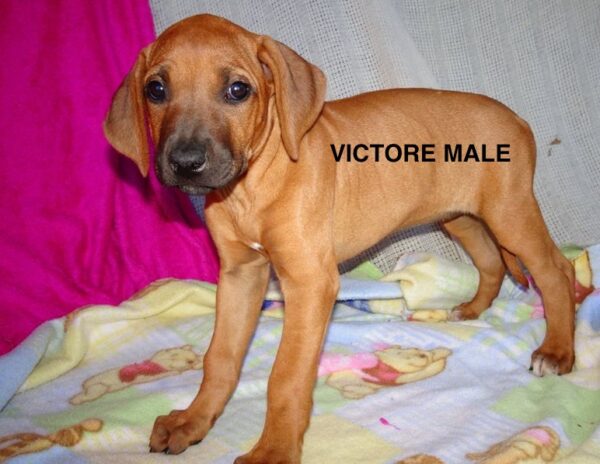 Victore: Male Rhodesian Ridgeback for sale - Purebred Mastiff puppies for sale