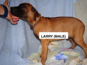 Larry: Male Rhodesian Ridgeback for sale - Purebred Mastiff puppies for sale