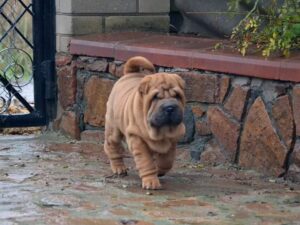 Bray: Male Shar Pei for sale - Purebred Mastiff puppies for sale