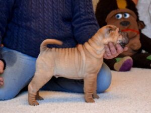 Chewy : Female Shar Pei for sale - Purebred Mastiff puppies for sale