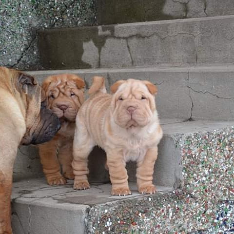 SEO title preview: Sophie : Female Shar Pei for sale - Purebred Mastiff puppies for sale